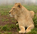 Side portrait of lioness Royalty Free Stock Photo