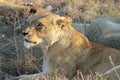 Side portrait of a lioness lying in the grass in Kruger National Park, South Africa Royalty Free Stock Photo