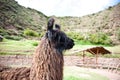 Side Portrait of a Llama Royalty Free Stock Photo