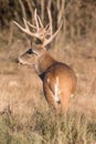 Side portrait of massive whitetail buck Royalty Free Stock Photo