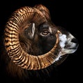 Mouflon Portrait color Royalty Free Stock Photo