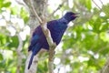 New Zealand Tui bird Royalty Free Stock Photo