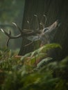 Side portrait of red deer bellowing stag behind green plans