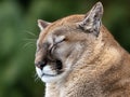 Side portrait of a resting tawny cougar