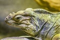 Side portrait of a Rhinoceros Iguana Royalty Free Stock Photo