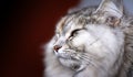 Pet. Side portrait of a Siberian female cat Royalty Free Stock Photo