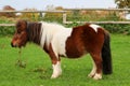 a Side portrait of a small brown and white mini Shetland pony standing on a green run