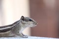 Side portrait of Squirrel