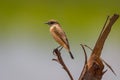 Side portrait of Stejneger's Stonechat