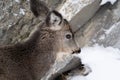 Side portrait view of a doe mule deer in the snow Royalty Free Stock Photo