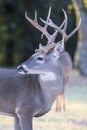 Side portrait view of whitetail buck with lots of kickers on rack Royalty Free Stock Photo