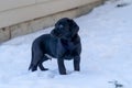 Side portrait of an 8-week old black lab puppy standing in the snow Royalty Free Stock Photo