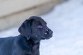 Side portrait of an 8-week old black lab puppy standing in the snow Royalty Free Stock Photo