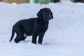 Side portrait of an 8-week old black lab puppy standing in the snow Royalty Free Stock Photo