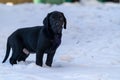 Side portrait of an 8-week old black lab puppy standing in the snow Royalty Free Stock Photo