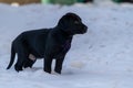 Side portrait of an 8-week old black lab puppy standing in the snow Royalty Free Stock Photo