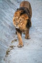 Side portrait of a young Asian lion, lat. Pantera leo persica, in sunny day. The head with splendid mane of the King of beasts