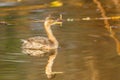 Side portrait of Young Little Grebe Royalty Free Stock Photo