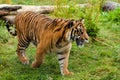 Side Portrait of Young Sumatran Tiger