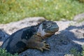 Side profile of an adult yellow land iguana, iguana terrestre on a rock at South Plaza Island, Galapagos, Ecuador Royalty Free Stock Photo