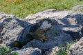 Side profile of an adult yellow land iguana, iguana terrestre on a rock at South Plaza Island, Galapagos, Ecuador Royalty Free Stock Photo