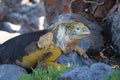 Side profile of an adult yellow land iguana, iguana terrestre on a rock at South Plaza Island, Galapagos, Ecuador Royalty Free Stock Photo
