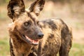 Side profile of an African wild dog in the Kruger National Park, South Africa.rican wild dog in the Kruger National Park, South A