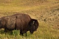 Side Profile of an American Bison in a Field Royalty Free Stock Photo