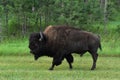 Side Profile of an American Buffalo in South Dakota