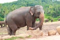 Side profile of an asian elephant in an elephant sanctuary Royalty Free Stock Photo