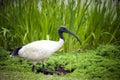 Australian black headed Ibis - Threskiornis melanocephalusin, Melbourne Australia