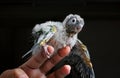 Side profile of a baby conure about to fly Royalty Free Stock Photo
