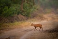 side profile of barking deer muntjac or Indian muntjac or red muntjac or Muntiacus muntjak an antler during outdoor jungle Royalty Free Stock Photo