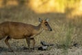 Side profile of barking deer or muntjac or Indian muntjac or red muntjac or Muntiacus muntjak portrait an antler during outdoor