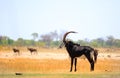 Side Profile of a Beautiful Male Sable Antelope standing on the dry african plains