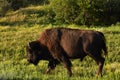 Side Profile of a Bison in a Field Royalty Free Stock Photo