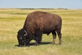 Side Profile of a Bison in South Dakota Royalty Free Stock Photo