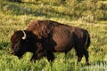 Side Profile of a Bison Walking Through a Field Royalty Free Stock Photo