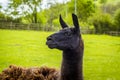 A side profile of a black and brown alpaca on a farm in Worksop, UK on a spring day Royalty Free Stock Photo