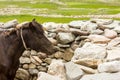 Side profile of a black horse in a stone wall enclosure Royalty Free Stock Photo