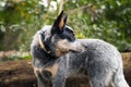 Side profile of Blue Heeler puppy Royalty Free Stock Photo