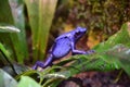 Side Profile of a Blue Poison Dart Frog Royalty Free Stock Photo