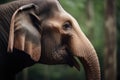 side profile of a bornean elephant Royalty Free Stock Photo