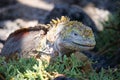 Side profile of a bright yellow adult land iguana, iguana terrestre between green cactus plants at South Plaza Island, Galapagos, Royalty Free Stock Photo