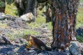 Side profile of a bright yellow adult land iguana, iguana terrestre under a cactus at South Plaza Island, Galapagos, Ecuador Royalty Free Stock Photo