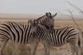 Side profile of a Burchells or Plains zebra female and calf with their heads and necks next to each other , facing the viewer, in