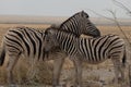 Side profile of a Burchells or Plains zebra female and calf with their heads and necks next to each other , facing the viewer, in