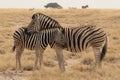 Side profile of a Burchells or Plains zebra female and calf with their heads and necks next to each other in the yellow grasslands