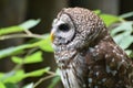 Side Profile of a Burrowing Owl in a Bush Royalty Free Stock Photo