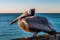 Side Profile of California Brown Pelican on Oceanside Pier Royalty Free Stock Photo